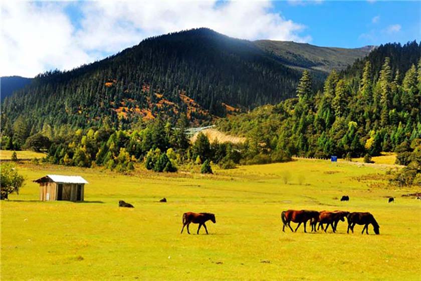 西藏鲁朗镇