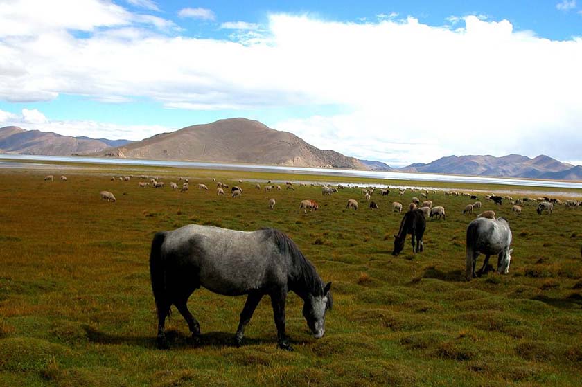 西藏野馬