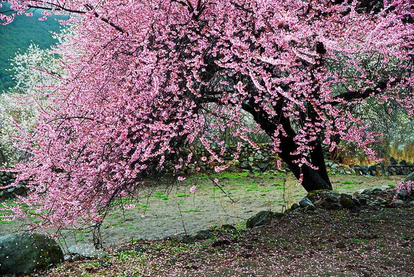 西藏桃花盛开