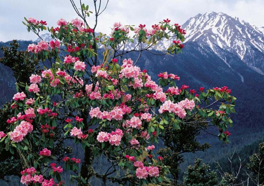 西藏杜鹃花