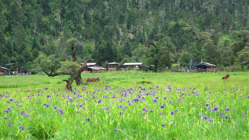 藏南山林