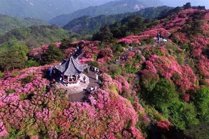 林芝杜鹃花盛开