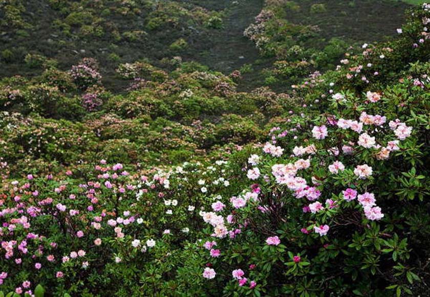 苯日神山杜鹃花