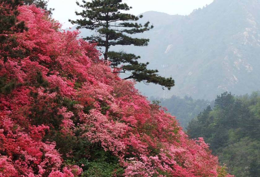 色季拉山杜鹃花