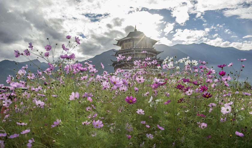 林芝格桑花