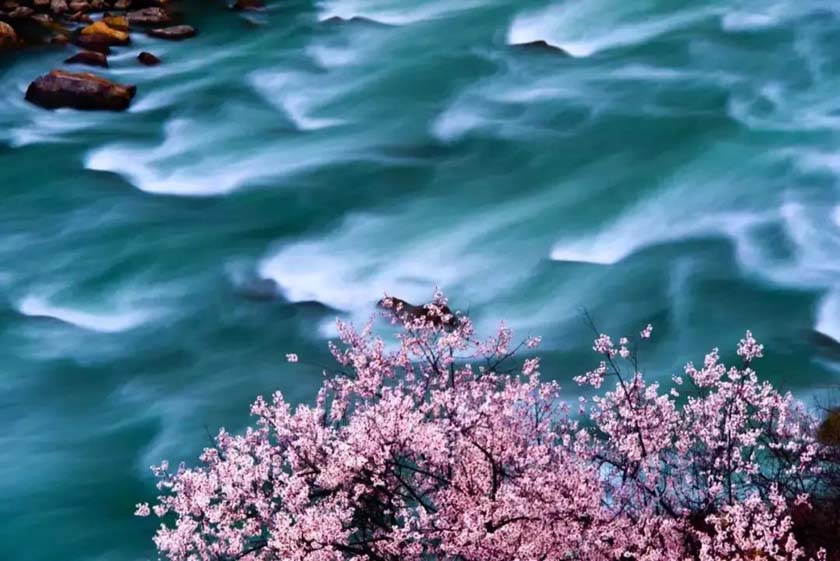 河流边桃花