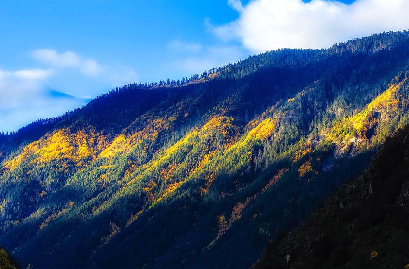 梅里雪山森林