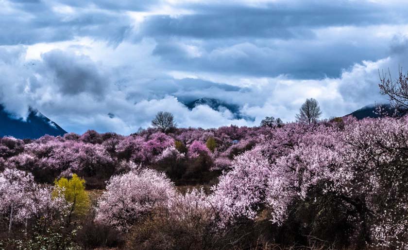 波密桃花美景