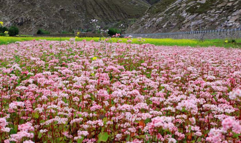 荞麦花花海