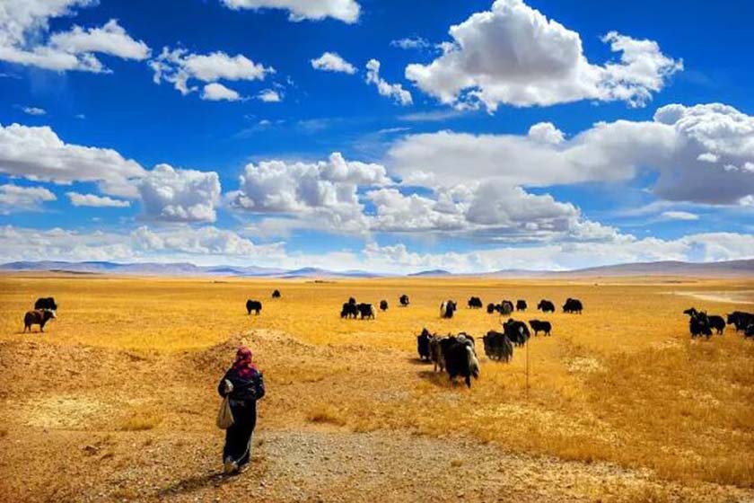 西藏牦牛