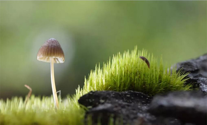 夏季林芝美景