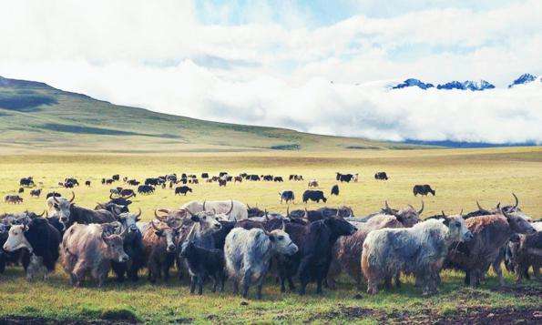 2019應該去哪裏旅遊？讓我們真正的“走進”西藏
