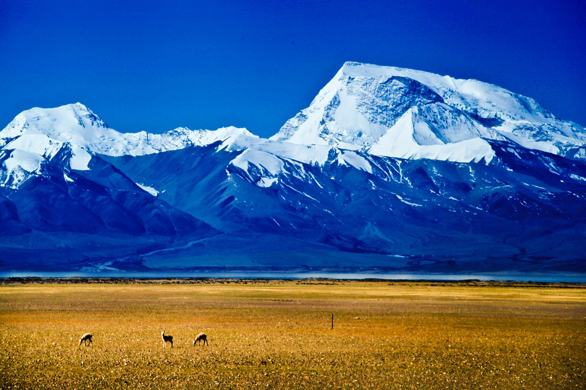 西藏域龍旅行社