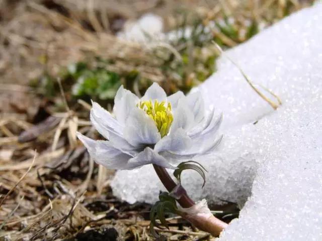 天山雪蓮