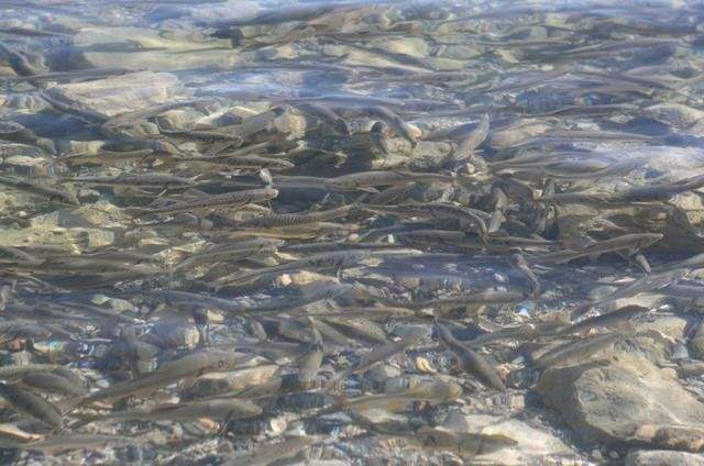 西藏為什麼沒人吃湖裏的魚