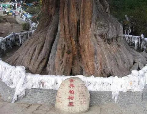 巨柏園——靈魂深處的撼動