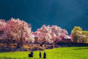 西藏旅游林芝看桃花的最佳時間