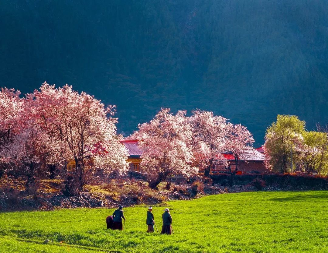 西藏旅游林芝看桃花的最佳時間