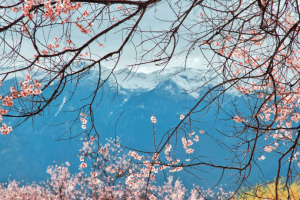 西藏林芝桃花節11日遊