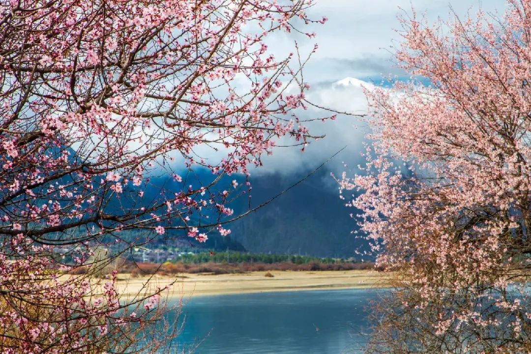 【2025】西藏林芝桃花節旅遊攝攻略指南
