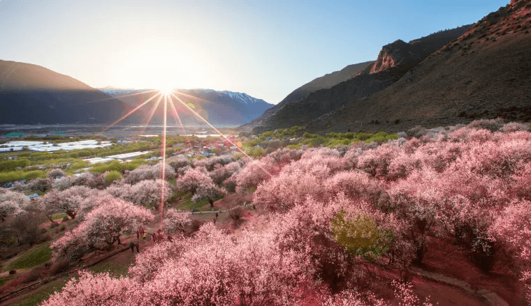 2025年西藏旅遊【林芝桃花節專線】攝影團行程推薦