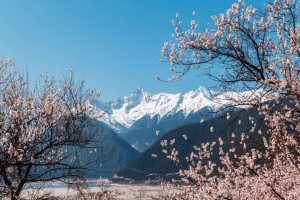 西藏林芝旅遊完整攻略|西藏旅遊