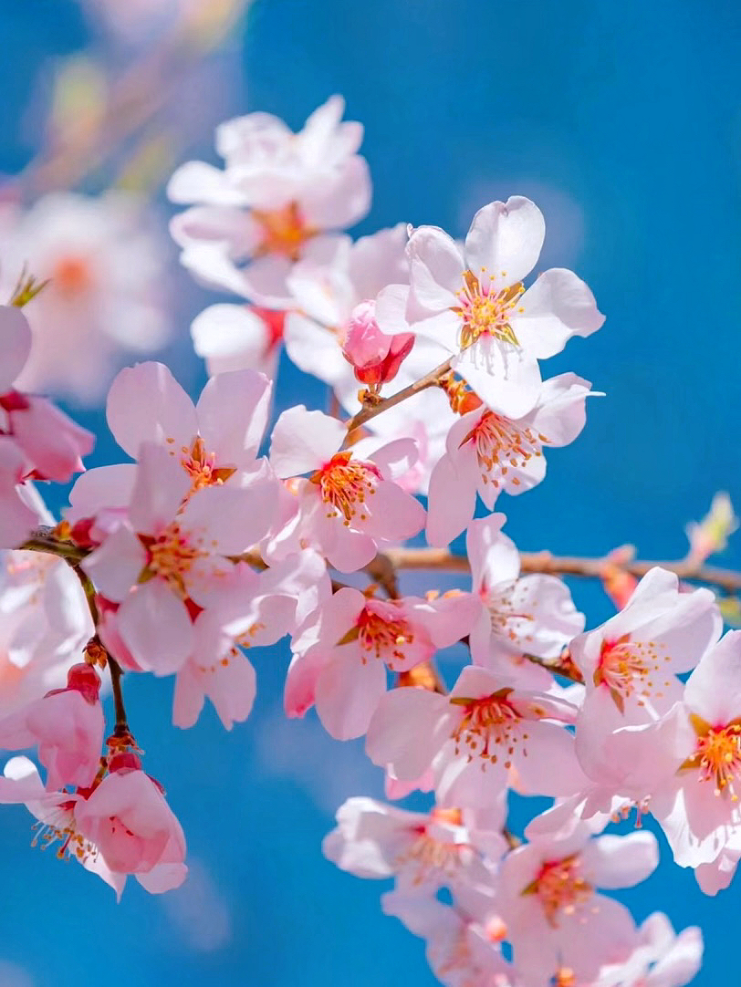 【2025春季限定】西藏林芝桃花節·邂逅西藏最美的春天！