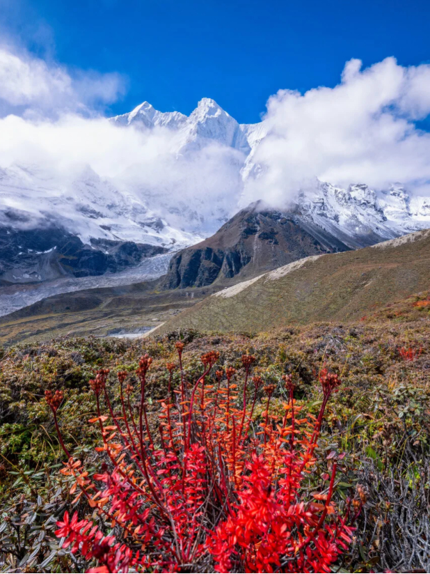 西藏旅遊紅景天
