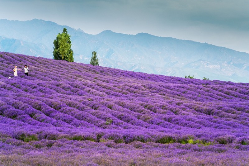 北疆·沙漠草原獨庫公路9天