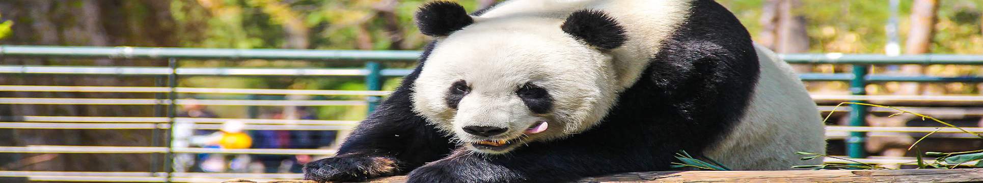 成都熊猫游
