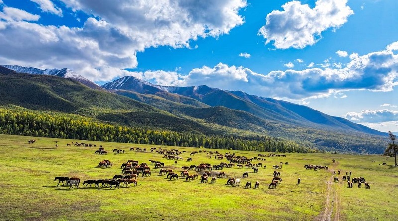 北疆·沙漠草原獨庫公路9天