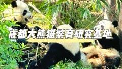成都大熊貓繁育硏究基地