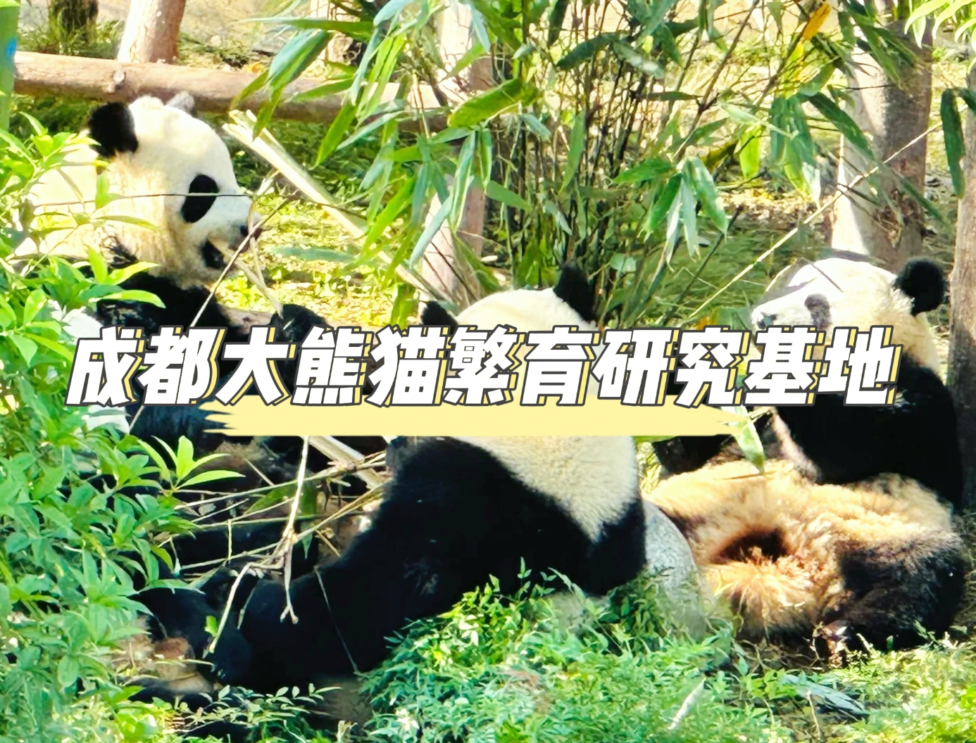 成都大熊貓繁育硏究基地