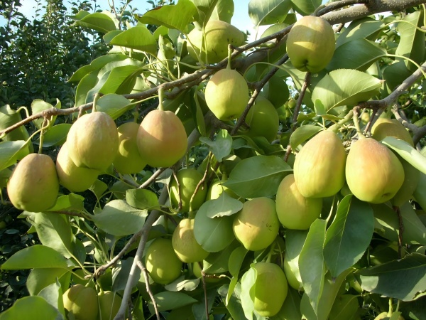 庫爾勒香梨
