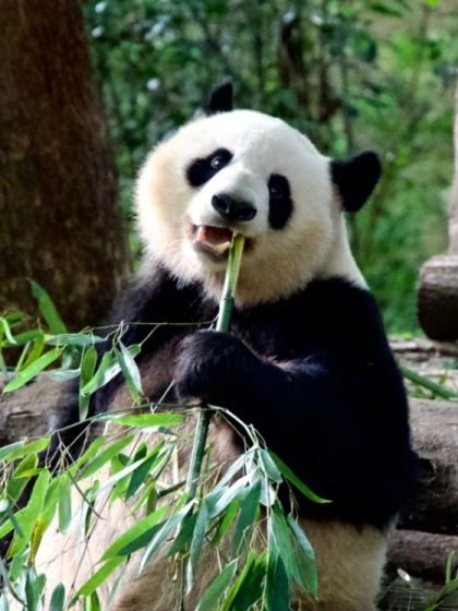 成都景點深度排名與全攻略
