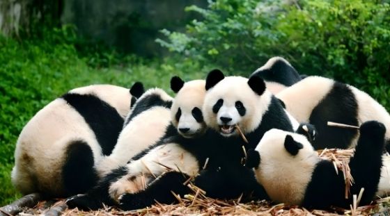 成都熊貓基地全攻略｜門票價格、開放時間、最佳遊覽方式一次看懂
