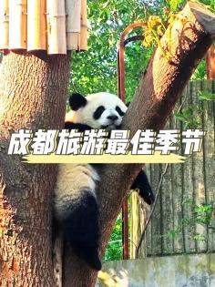 成都旅遊最佳季節攻略：一年四季玩轉天府之國！