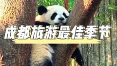 成都旅遊最佳季節攻略：一年四季玩轉天府之國！