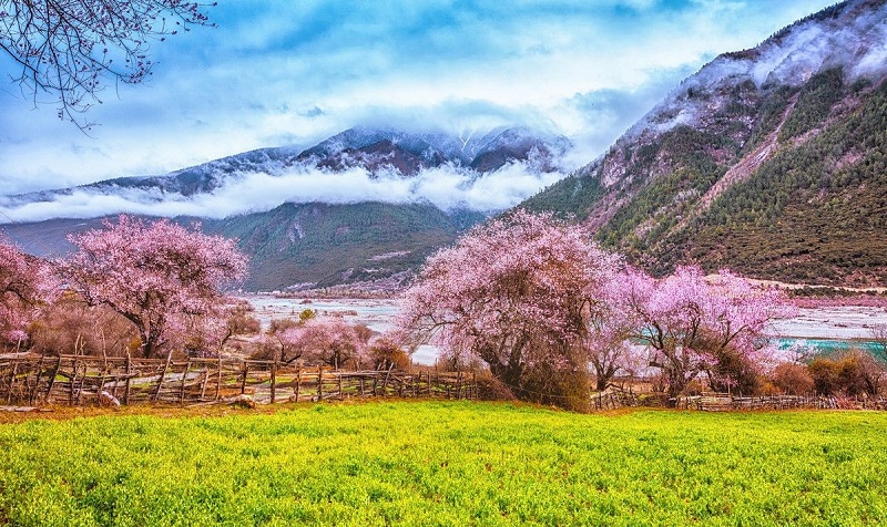 波密桃花溝