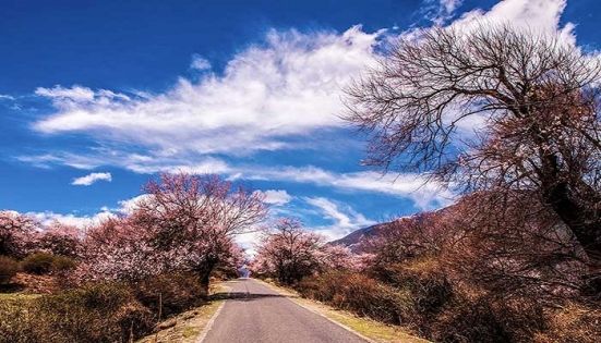 林芝桃花季：最佳觀景點與實用旅行建議