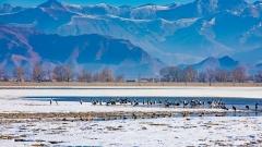 2026去西藏適合的季節｜海外遊客季節選擇指南：景觀、行程、預算全解析