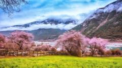 【2026首飛林芝赏桃花】林芝+波密野生桃花+拉薩+羊湖+青藏觀賞鐵路深度遊10天