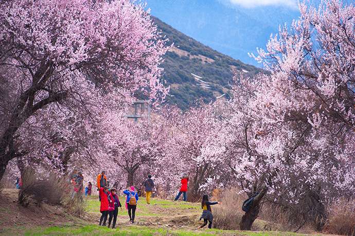 【首飛林芝】2026林芝桃花節+波密桃花溝+拉薩+羊湖+珠峰+青藏鐵路13日遊