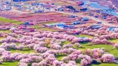 西藏林芝桃花節+拉薩+羊湖+珠峰+青藏铁路11日遊