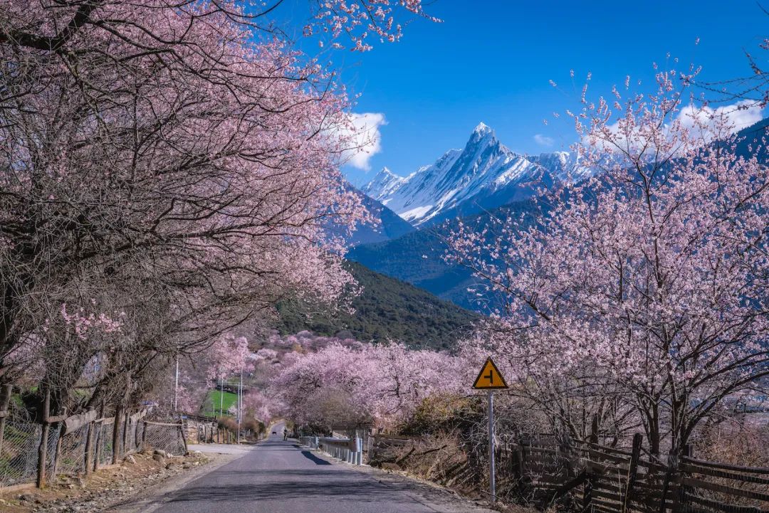 【首飛林芝】2026林芝桃花節+波密桃花溝+拉薩+羊湖+珠峰+青藏鐵路13日遊