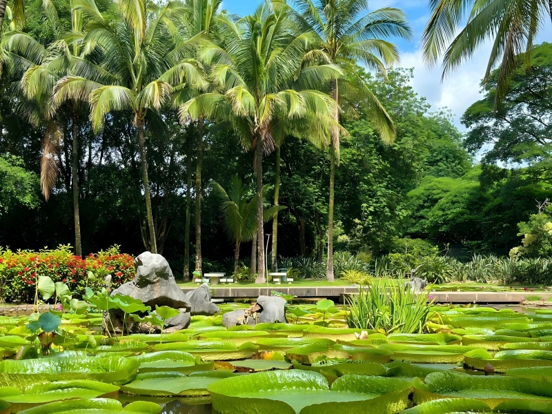 西雙版納熱帶雨林(1)