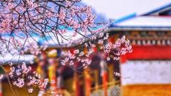2026年西藏林芝桃花節天氣如何?賞花前必讀氣候與穿衣建議