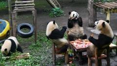 北京-西安-成都-重慶-上海 14 天文化探索精華行程