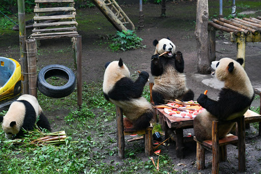 重慶成都6日行程｜武隆天生三橋-李子壩輕軌-熊貓基地-樂山大佛