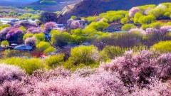 西藏林芝桃花節 2026|林芝賞花開幕時間、行程完整攻略、五大賞花地